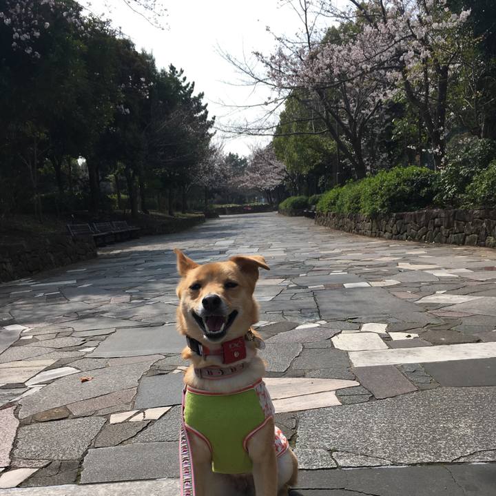 43c4beb4 fcac 4493 94b1 7a5bc53ee1a8 1522136142092