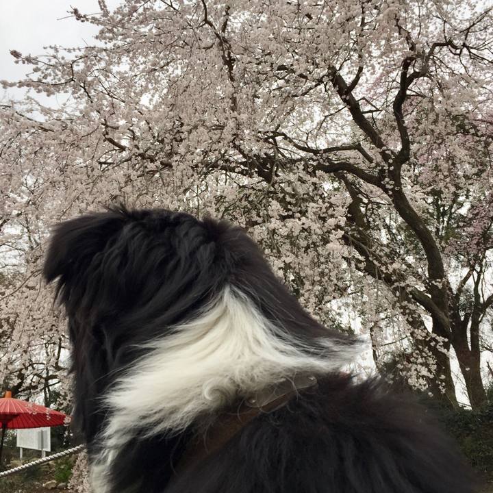 43c56a84 c212 4024 9fe2 357aa0a90131 1553500935105