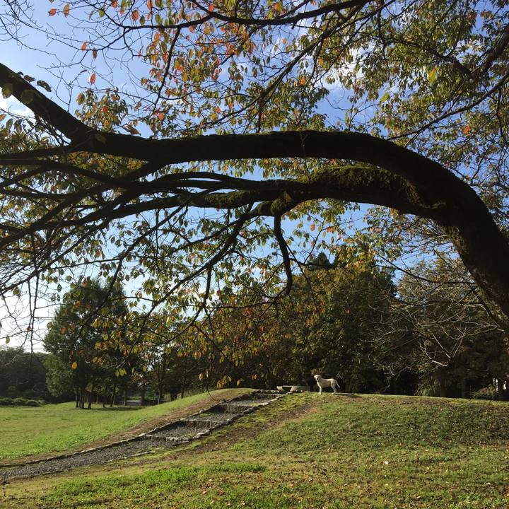 43c69414 e7de 4ef7 89ec 7f2252bf7c67 1508285873763