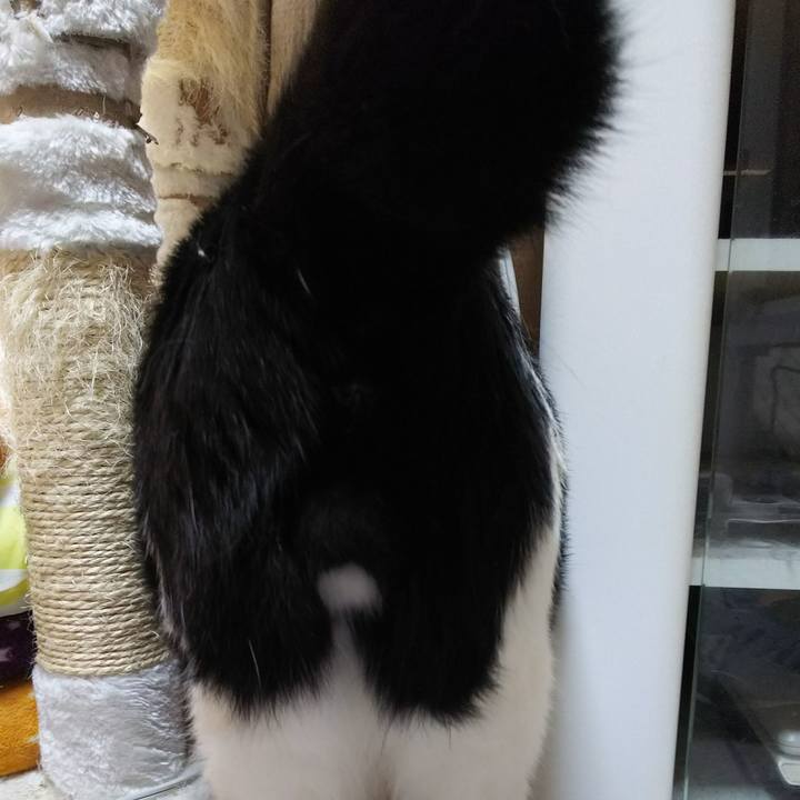 43c7cdcb 4140 441a 8332 48ef8ce20fc2 1528503932344