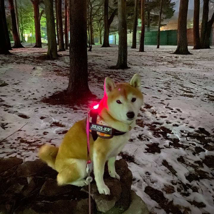 43c9517e cfd2 4832 9673 ae296ff66218 1608715734187