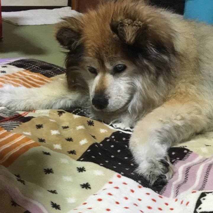 43cb0a2f 1940 48fa a2db e6c4f74ec236 1559413354415