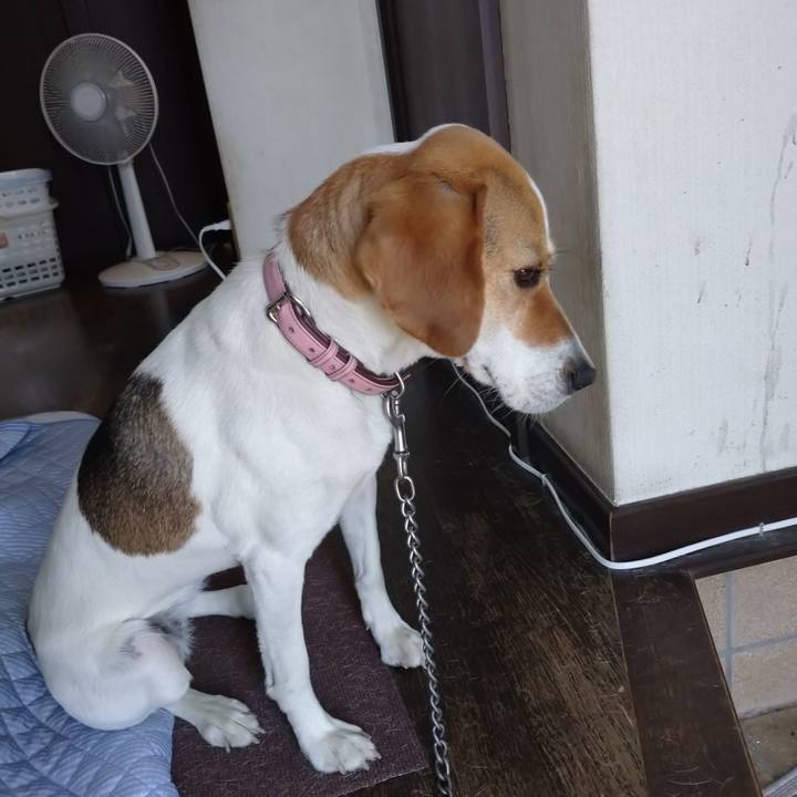 43cc3bef 1e8f 4600 988f 96431532a0a5 1591668339998