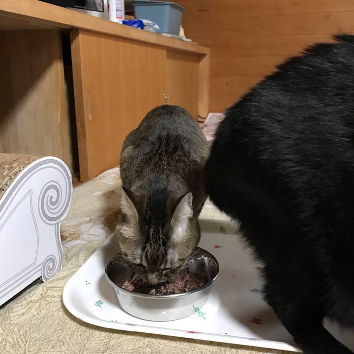 43ce2609 b16f 454e bc97 643cb8f6fa0e 1543622538168