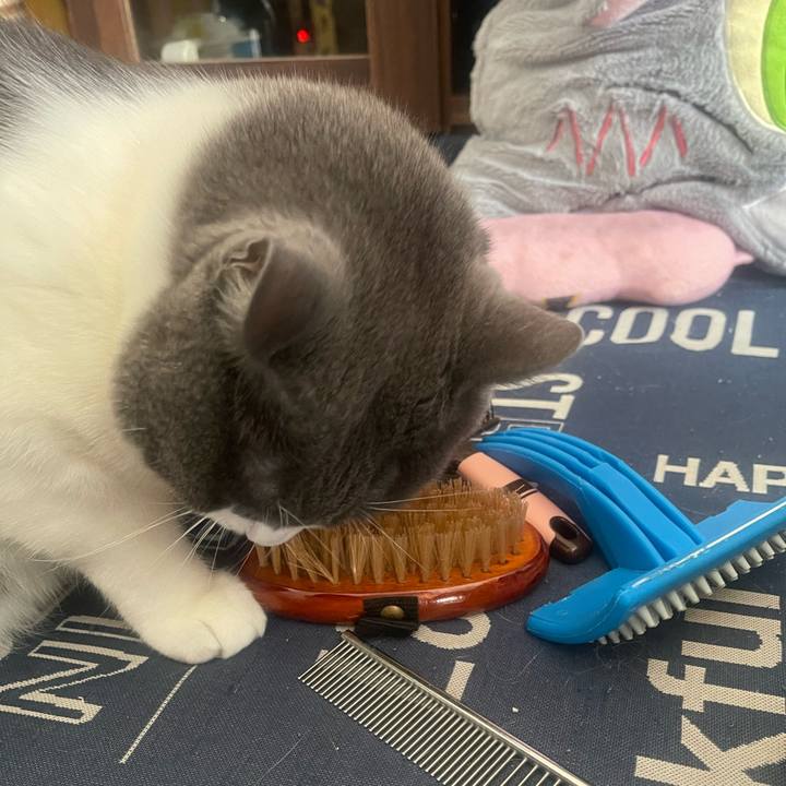 43ce5de4 ec96 4519 993e 61c5b7cc1353 1730598938724