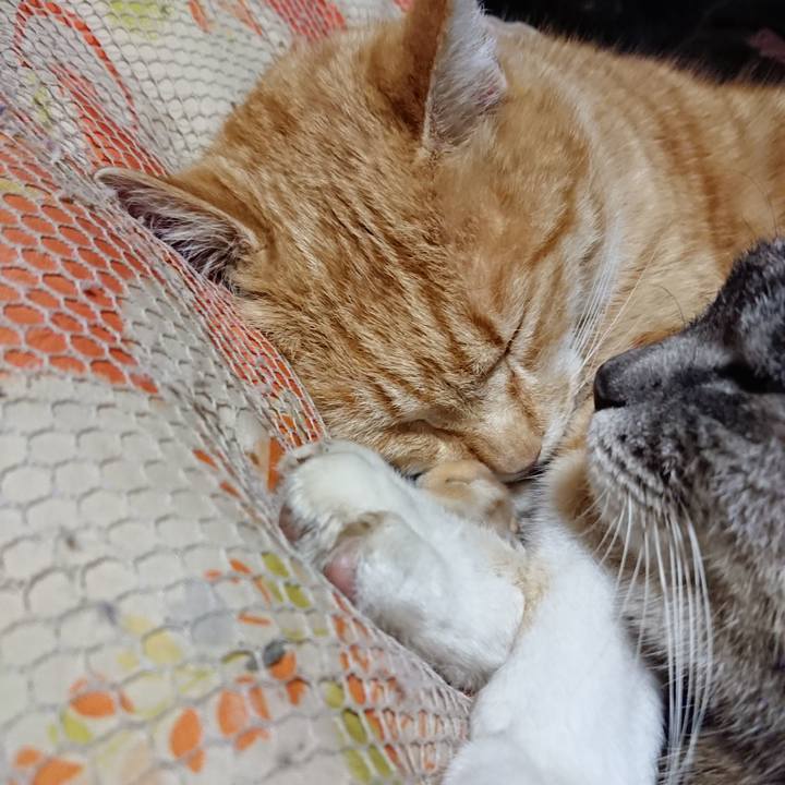 43d3a733 cd4d 4e14 9d94 c8c129ee1c40 1584712958407