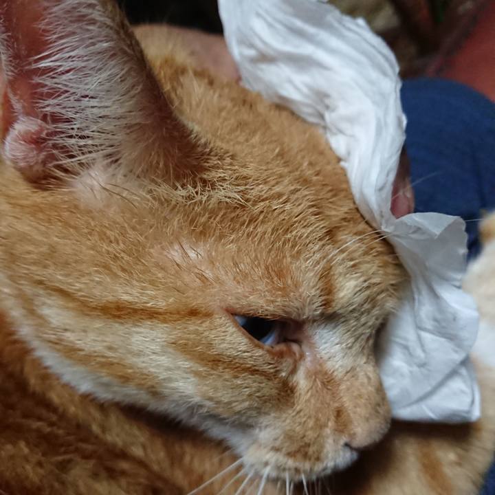 43d4959c 1a78 4360 98a3 44a75a5f572d 1595332299923