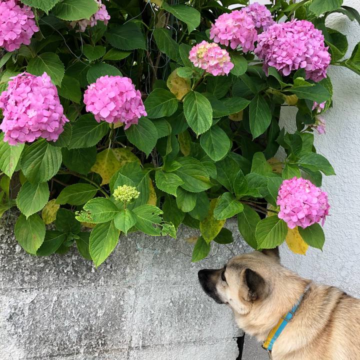 43d55d5b 51ba 47d6 95bc b02e107d8b92 1529066181803