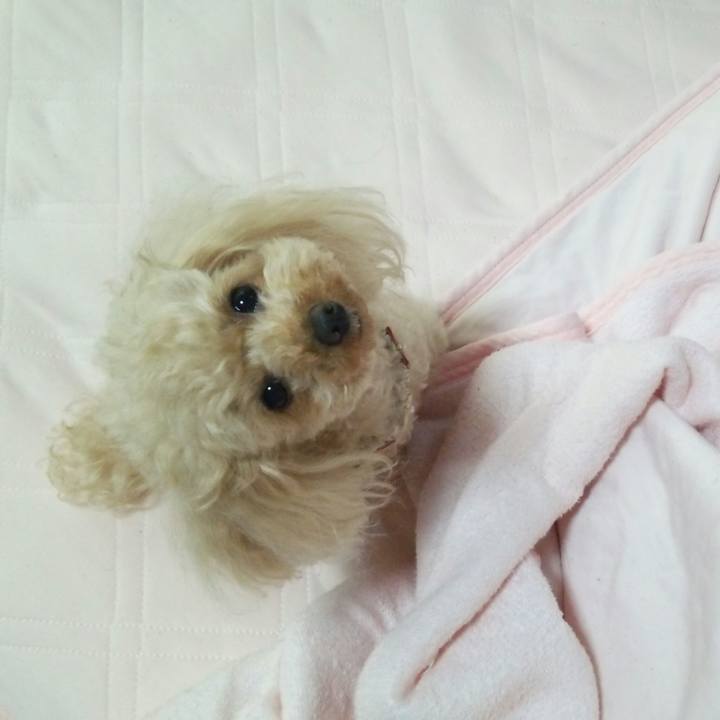 43d6cd68 5bbc 4a14 829e 7ca7e6522e32 1527601064917