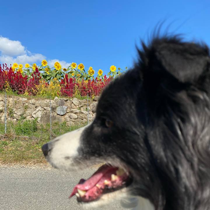 43d90917 ffd7 49e1 aa0c b541f8fffd70 1604888249584