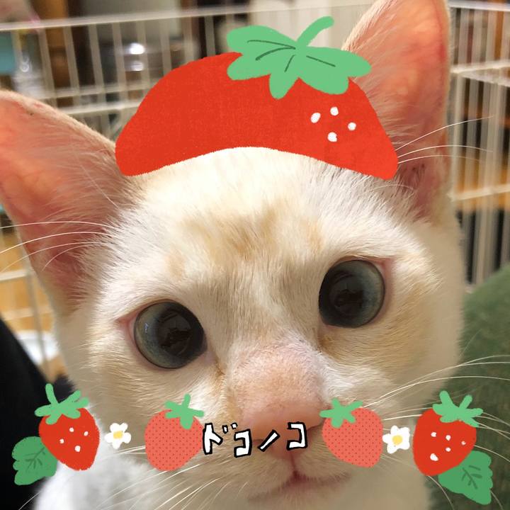 43db4280 c763 4976 85de 81729c5c41fd 1775199161258