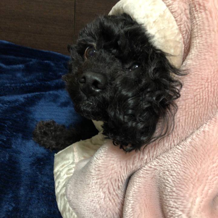 43dc4a3e b4bf 4e03 ad3f c240511fd6ba 1548078121385