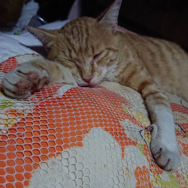 43dc8559 77aa 4eed aff1 7b7b5ea4e0c7 1562160551401