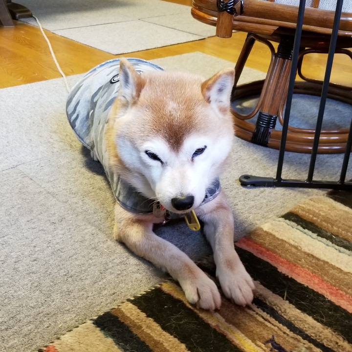 43df74d9 9085 4628 a8bf 67133c8d376d 1614295136967