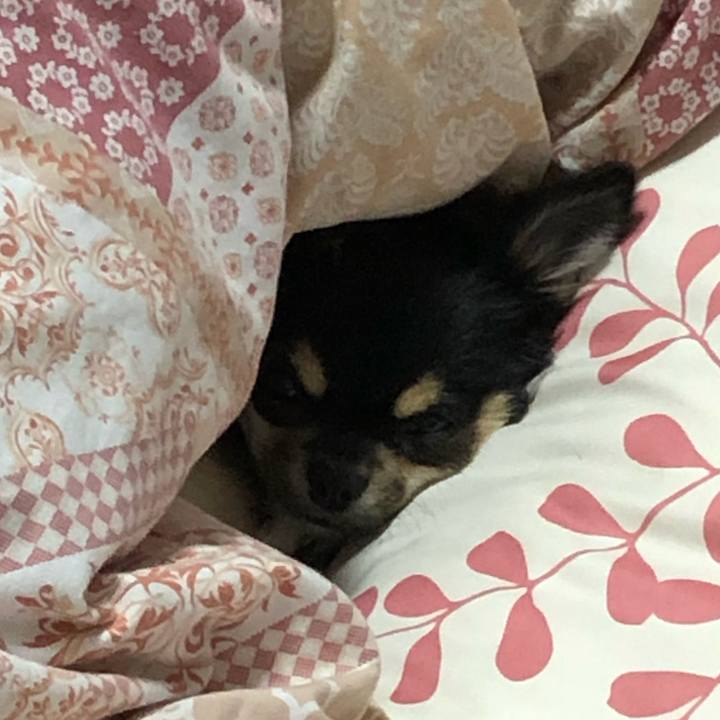 43dfb2e5 799c 4af2 b747 eda05d9fa63c 1543185280615