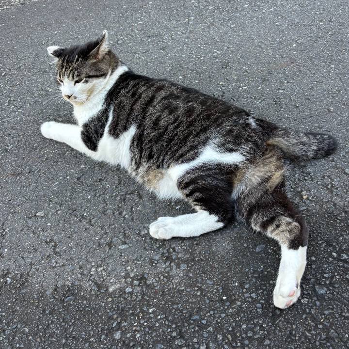 43e04686 1c12 474b 86c3 db4671641738 1753591512849