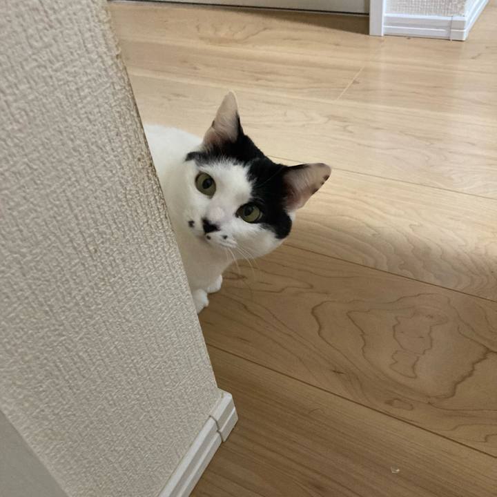 43e2ecc1 b996 41e7 81b6 8d4466fb4a6c 1771791094024