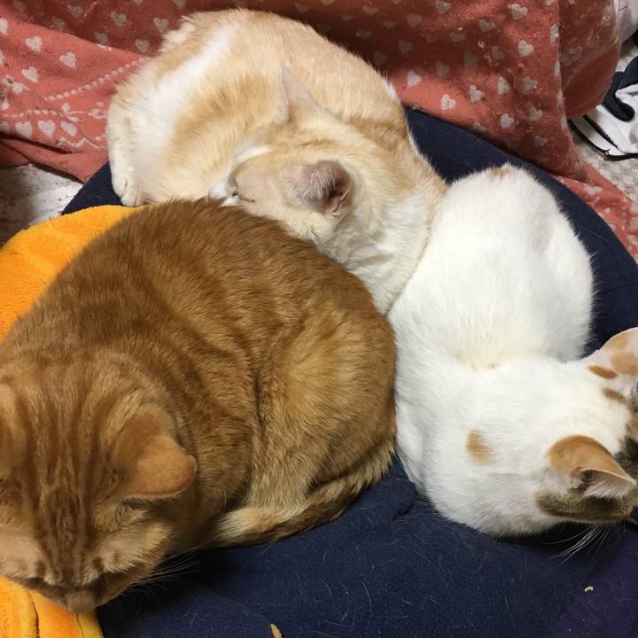 43e4fe5f 0dd9 4bd6 b82c 1ef63b52c332 1517748814344