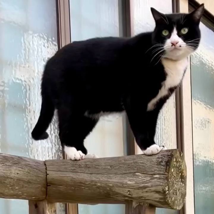 43e60d7c 1eb3 4a9d b735 0181cf104ced 1733988921705