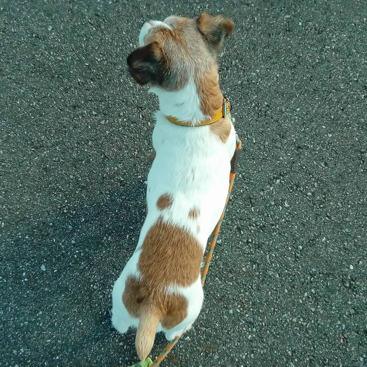 43ea4f8f 75fa 4a93 bc2e 4039e902ea4c 1515505217670