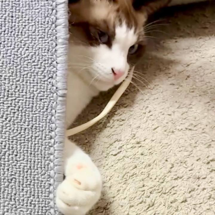 43ee4c64 fd62 4cad 949d 4983dce7612b 1763956480280