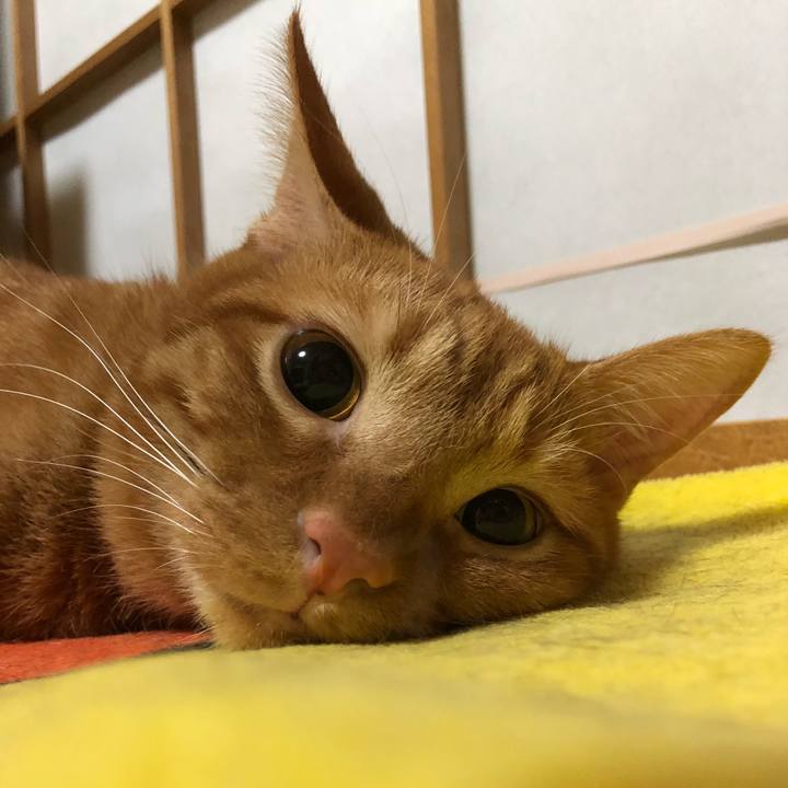 43ee7fc6 2f10 47ab 958c 21bf973b230c 1532788457197