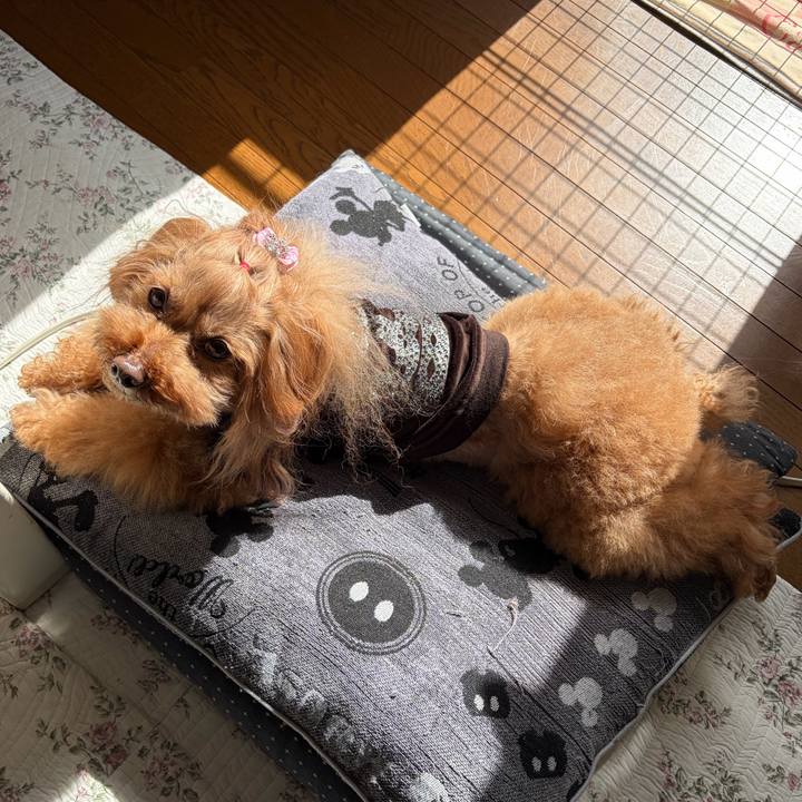 43ef6cdd 3dcc 4d7e ac69 68a0849147af 1773449433362