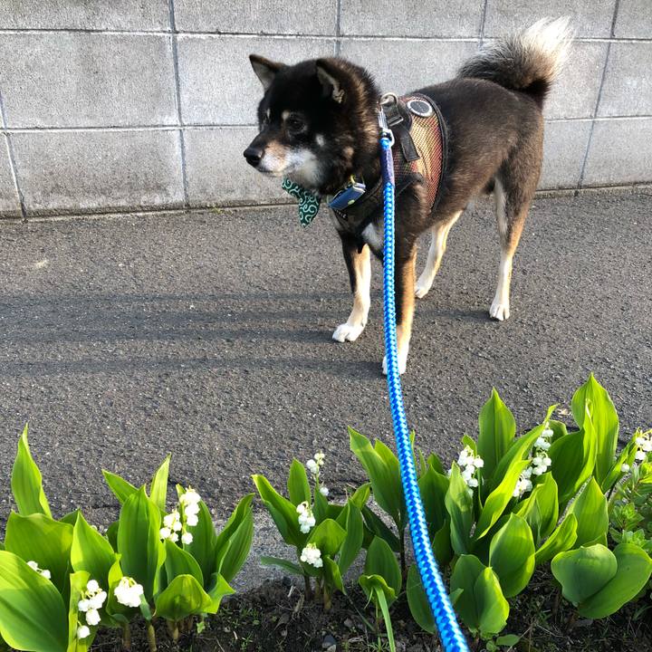 43f04dff 3190 4d3a ba00 c5b4c2e419f3 1526420501131