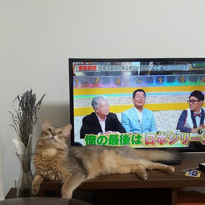 43f0eb25 6840 4a3b ab6b 8d833b85a358 1532516138247