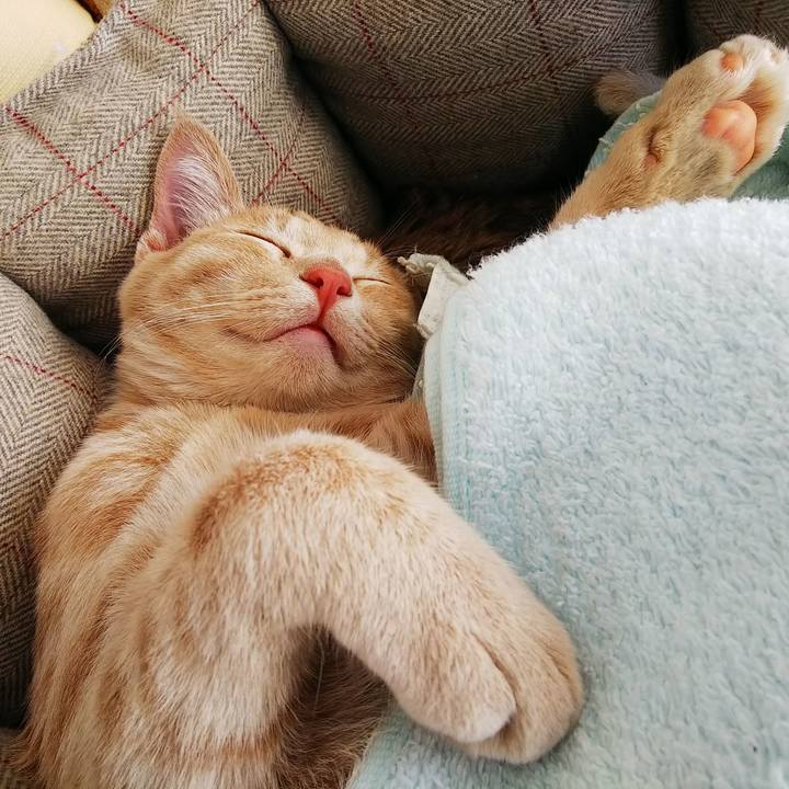 43f4feb5 066e 4ff9 8197 e499fd72fc87 1544848651793