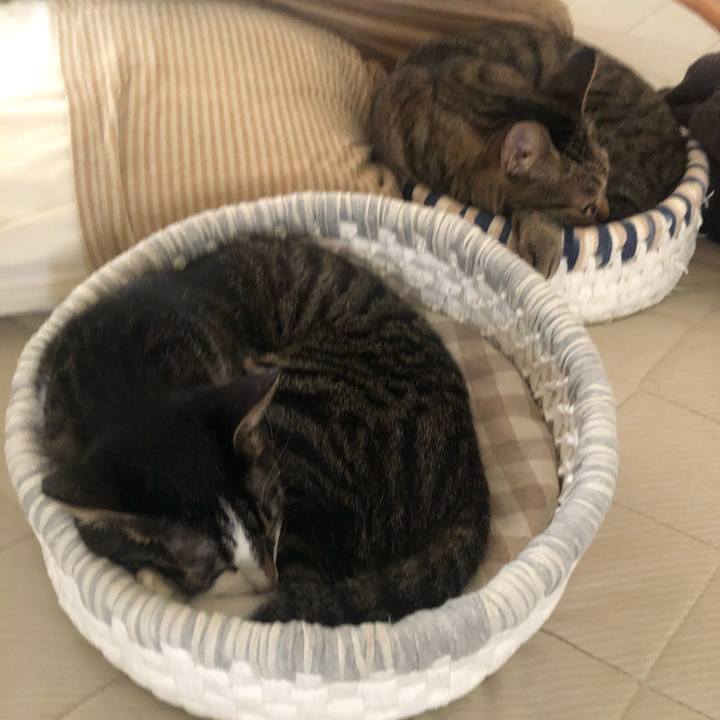 43f50629 6dfd 4fdd 9599 9ed7e47dab3c 1598386706190