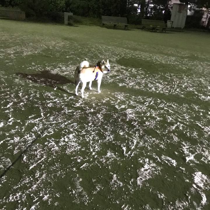 43f81162 82e3 4e58 8931 e1c8a6a838c9 1541422622952