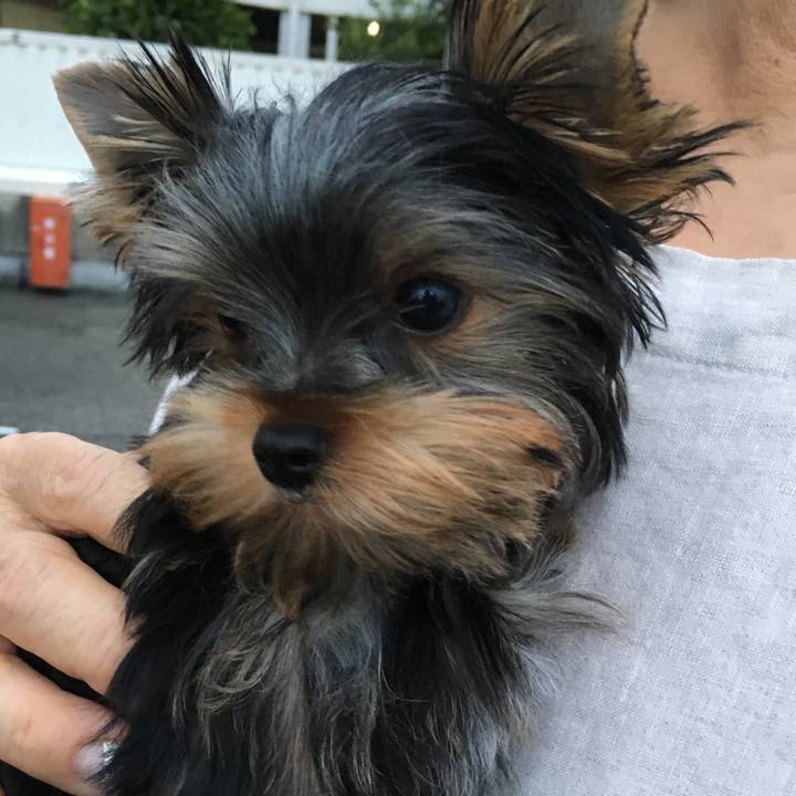 43f9a7ac 78a6 46bf aa28 e2c4794c31b0 1536322217697