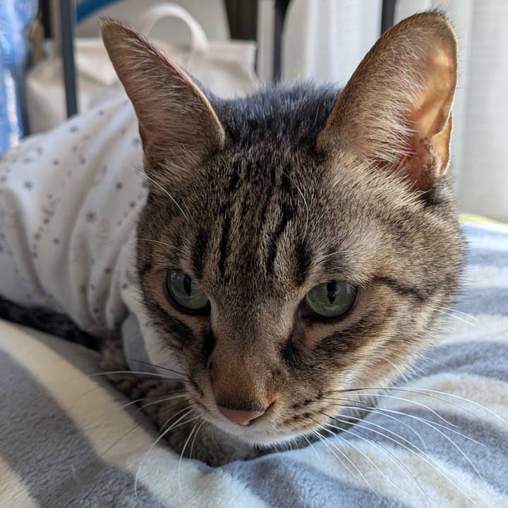 43fb9cc1 395a 4c52 b64d 0744fcce540d 1767142459502