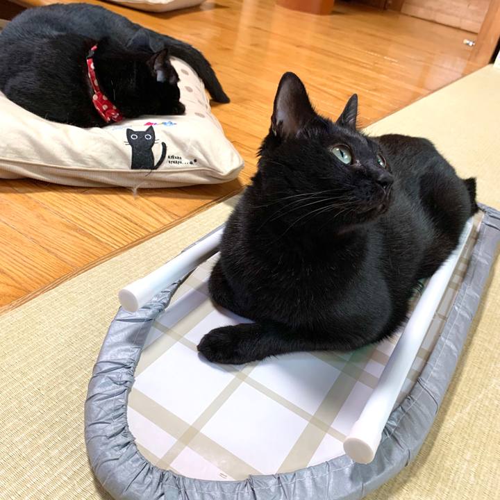 43ff071c d2f9 45fa 9d15 77455d93c2ff 1594175235576