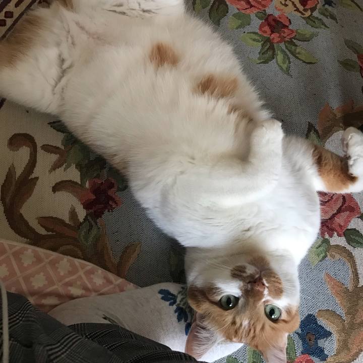 43ff38d8 aff2 44c7 bd75 5600d52c7a42 1582757722749