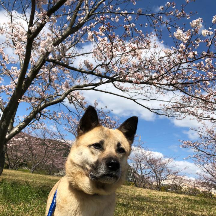 43ff864d 0d1d 4a62 93b0 159362da772a 1586076800609