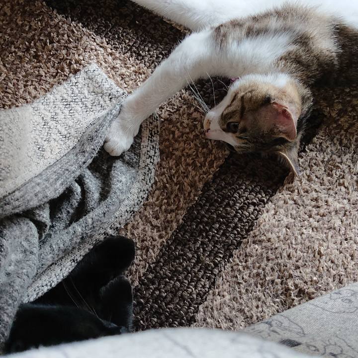 44034936 6232 4e88 8193 b41bb0e36407 1551576032952