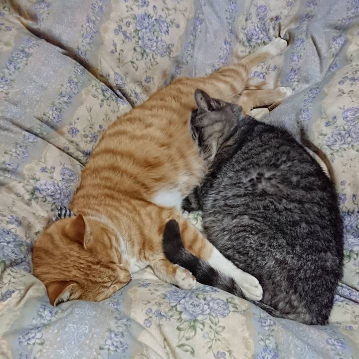 4403b214 2283 4212 8c90 62fc11b4be8a 1575724135805