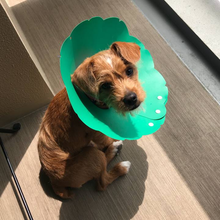 4405842c 6114 4f6d b504 827116bf0e24 1526259699897