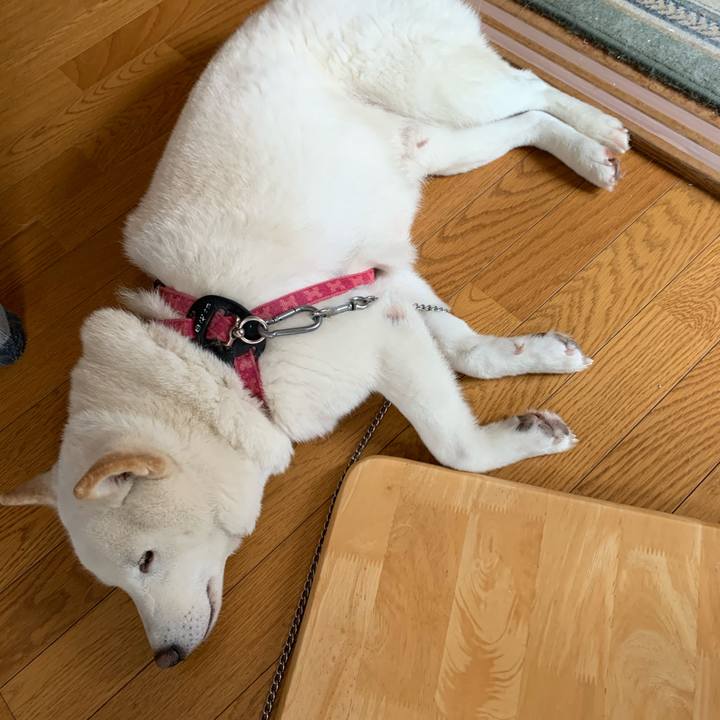 4407ba9d d879 4c99 8e48 32fbf9a7de6a 1574821524493