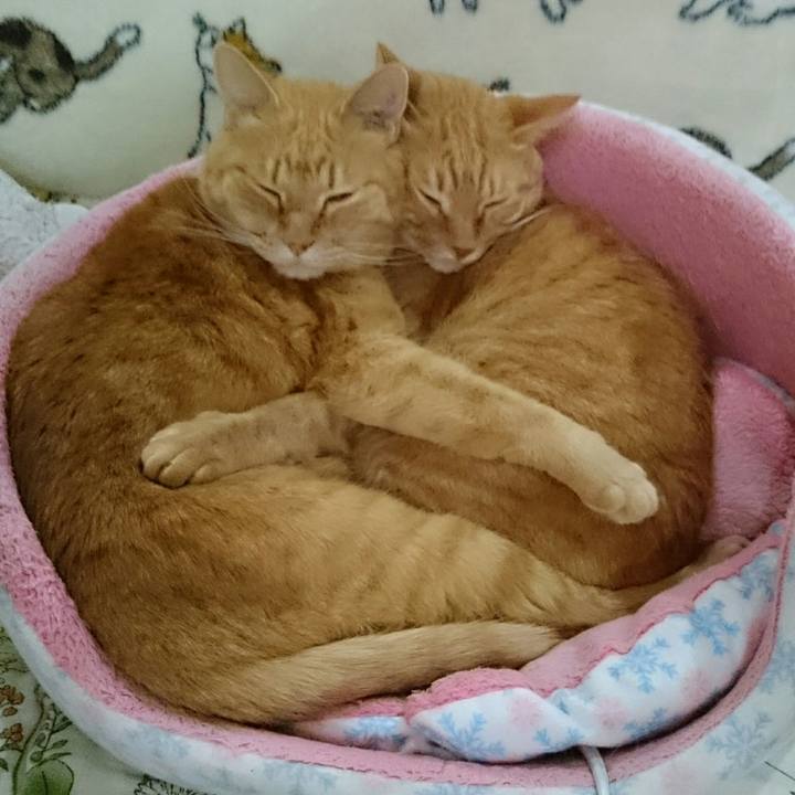 4408b2b7 687a 4513 87c0 a571b42c265e 1542875740895