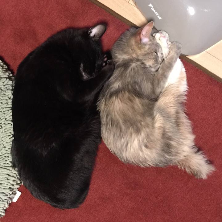 44099644 5060 44c6 a54c 12c6f92e2a6e 1513516208742