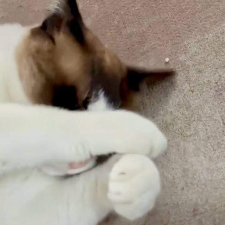 440ad2d2 7f14 4313 820d 0eb4b113f3c7 1749433629381