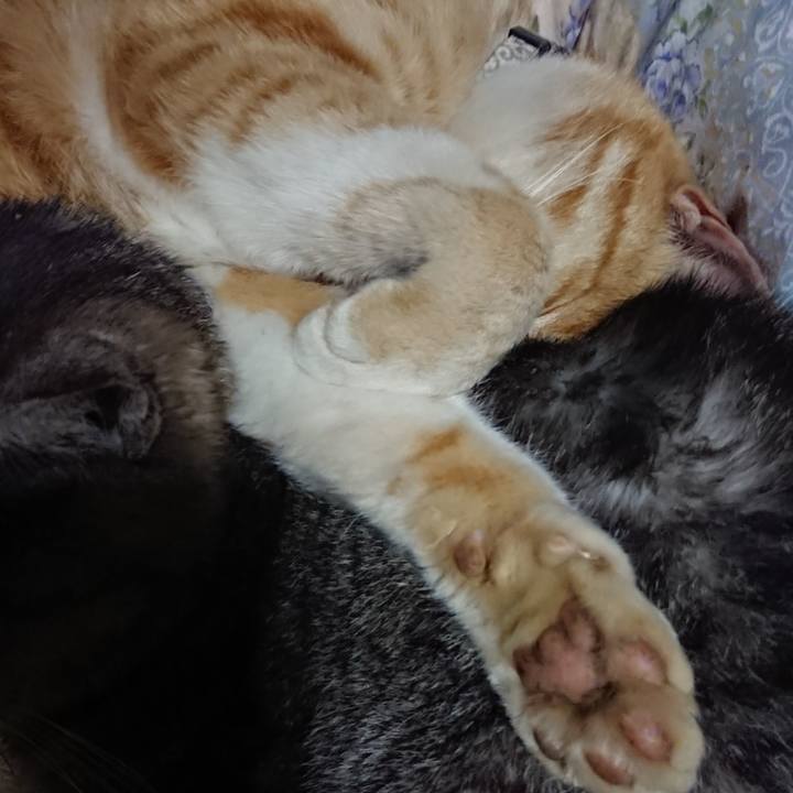 441032d4 ff30 468f 9d78 92d42915fcbb 1588768232763