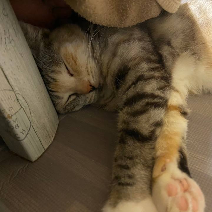 4410333c fb51 4663 869c 274fdb29af72 1609511137462