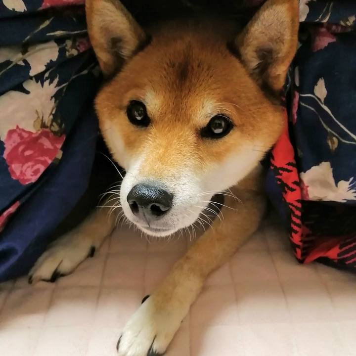 4410e9a8 4fde 4822 966b efcd0d57c87a 1604650515858