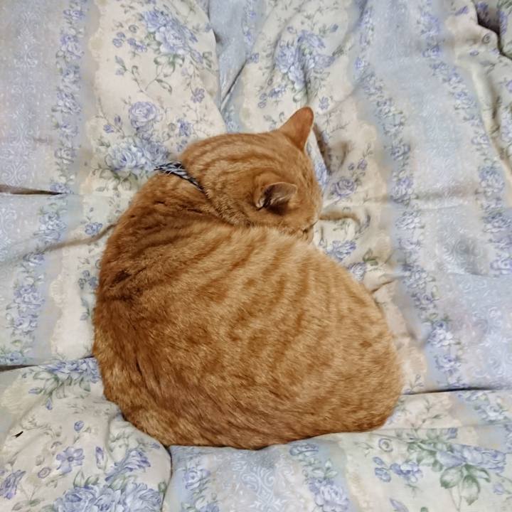 4411b8fa e4cc 42f2 8e32 13b56d3b1320 1575204838662