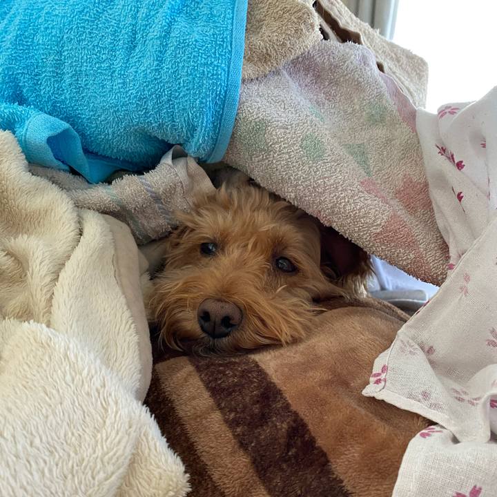 44131ce2 41fe 4c1b 89c7 2747bba74ccc 1616109576562