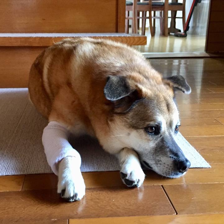 4413f38d ab7a 4ec7 82ac 8b5e4c36cfd4 1556152981953